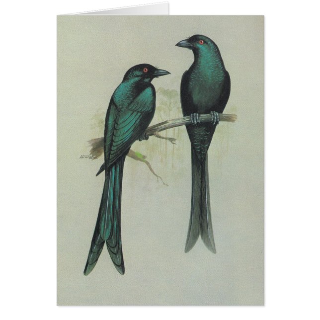 Spangled Drongo - Dicrurus hottentottus (Voorkant)