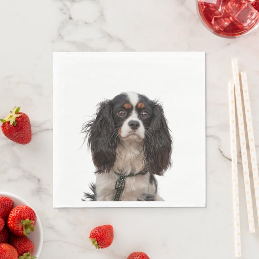 SPANIEL 1A SERVETTEN (Insitu)