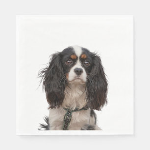 SPANIEL 1A SERVETTEN