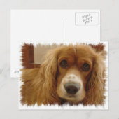 Spaniel Breed Briefkaart (Voorkant / Achterkant)