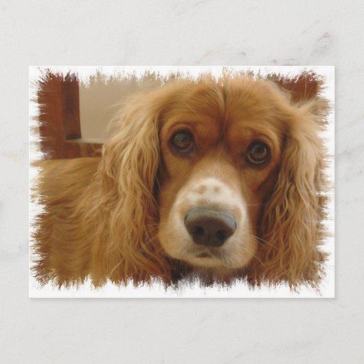 Spaniel Breed Briefkaart (Voorkant)