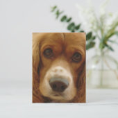 Spaniel Breed Briefkaart (Staand voorkant)