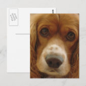 Spaniel Breed Briefkaart (Voorkant / Achterkant)