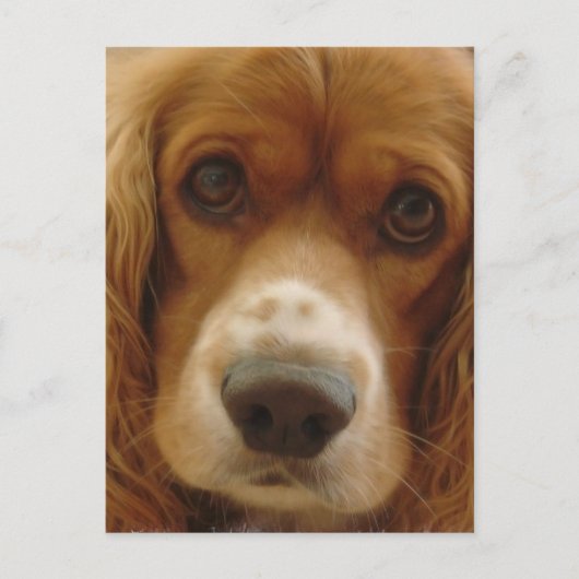Spaniel Breed Briefkaart (Voorkant)