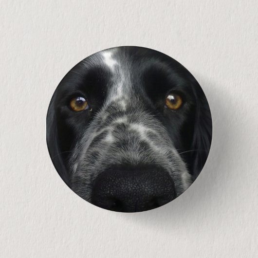 Spaniel dicht bij badge ronde button 3,2 cm (Voorkant)