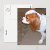 Spaniel Dog Briefkaart (Voorkant / Achterkant)