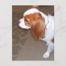 Spaniel Dog Briefkaart