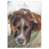 SPANIEL DOG KLEMBORD (Achterkant)