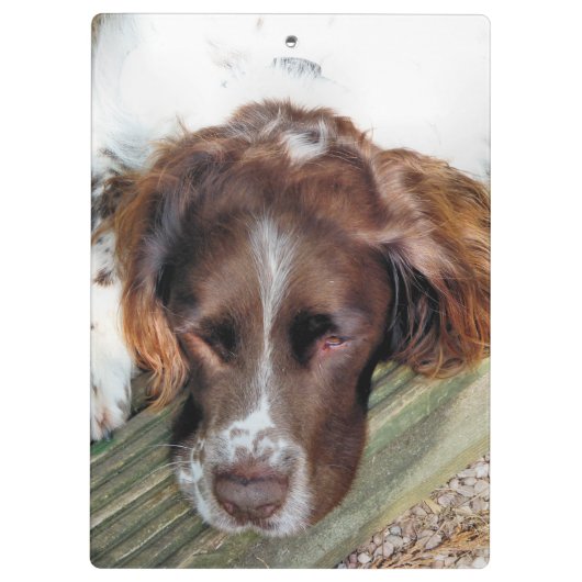 SPANIEL DOG KLEMBORD (Achterkant)