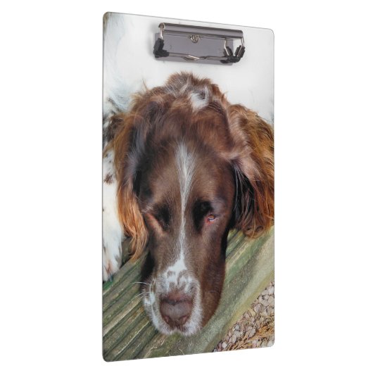 SPANIEL DOG KLEMBORD (Rechts)