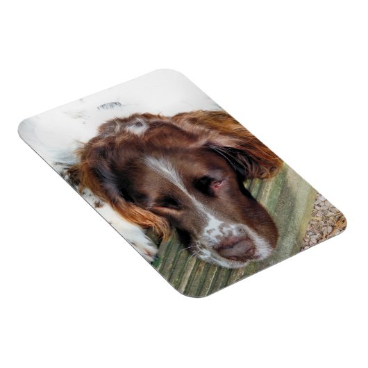 SPANIEL DOG MAGNEET (Rechterzijde)