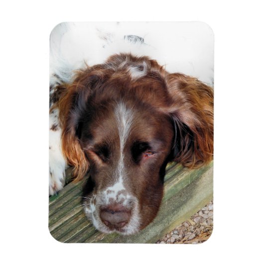 SPANIEL DOG MAGNEET (Verticaal)