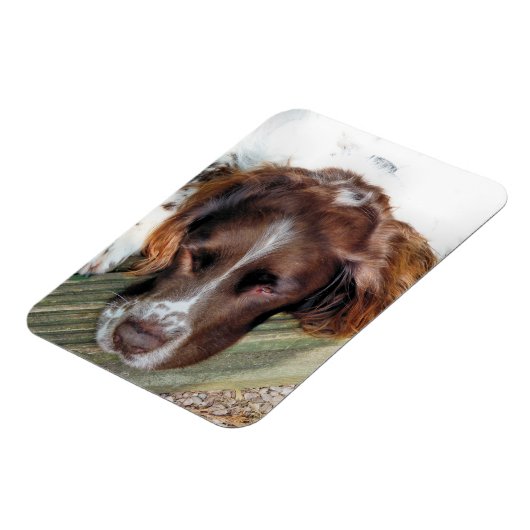 SPANIEL DOG MAGNEET (Linkerzijde)