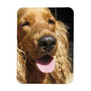 Spaniel Dog Premium Magnet Magneet