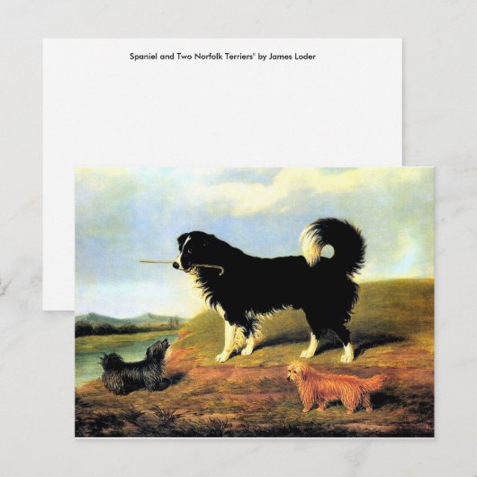 Spaniel en twee Norfolk Terriers Briefkaart (Voorkant / Achterkant)