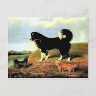 Spaniel en twee Norfolk Terriers Briefkaart