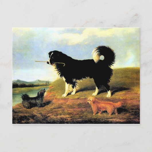 Spaniel en twee Norfolk Terriers Briefkaart (Voorkant)