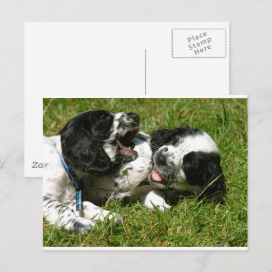 Spaniel Fun Briefkaart (Voorkant / Achterkant)