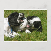Spaniel Fun Briefkaart (Voorkant)
