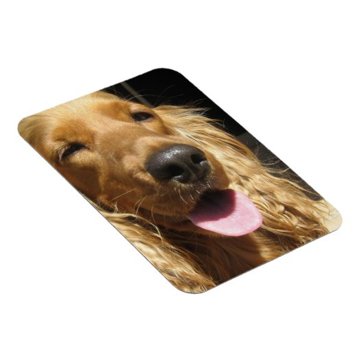 Spaniel Hond Premium Magneet (Rechterzijde)