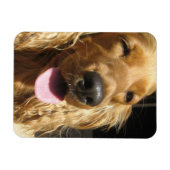 Spaniel Hond Premium Magneet (Horizontaal)