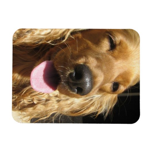 Spaniel Hond Premium Magneet (Horizontaal)