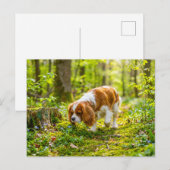 Spaniel loopt door een heldere lentebos briefkaart (Voorkant / Achterkant)
