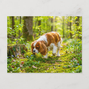 Spaniel loopt door een heldere lentebos briefkaart