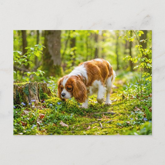 Spaniel loopt door een heldere lentebos briefkaart (Voorkant)