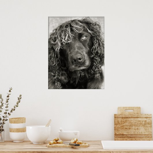 Spaniel met een dekmantel poster (Keuken)
