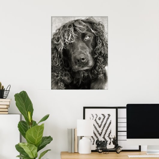 Spaniel met een dekmantel poster (Thuiskantoor)