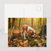 Spaniel paddenstoelen zoeken in herfstbos briefkaart (Voorkant / Achterkant)