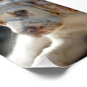 Spaniel Puppy Dog Foto Afdruk (Hoek)