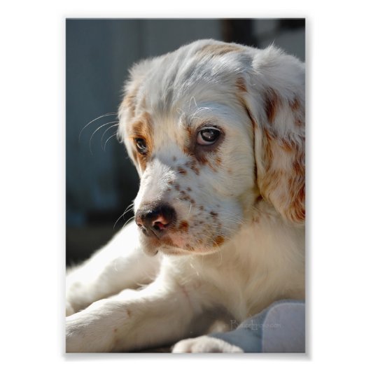 Spaniel Puppy Dog Foto Afdruk (Voorkant)