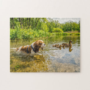 Spaniel zwemt naast eendenfamilie op het meer legpuzzel
