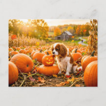 Spanielpuppy in herfst pompoenveld
