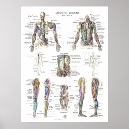 Spanish Human Deep Muscle Anatomy Poster (Voorkant)