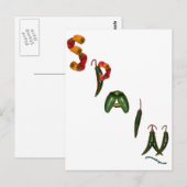 Spanje Chili Peppers Briefkaart (Voorkant / Achterkant)