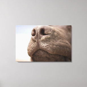 Spanje, Costa Blanca, Sluiting chocolade Canvas Afdruk