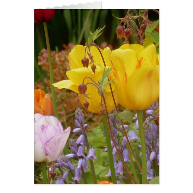 Spanningsbloemen (Voorkant)