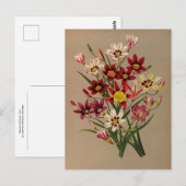 Sparas Tricolor Varr. door Arentina Arendsen Briefkaart (Voorkant / Achterkant)