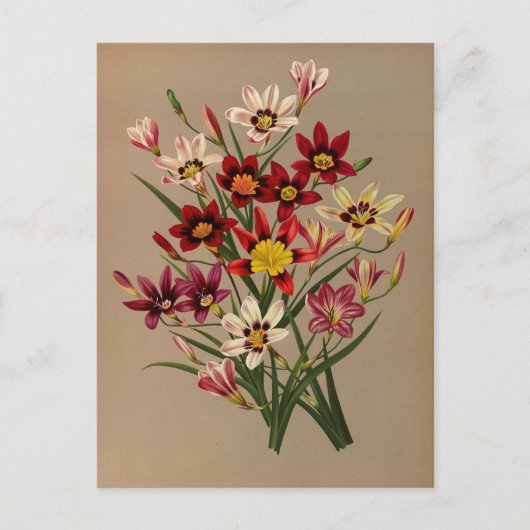 Sparas Tricolor Varr. door Arentina Arendsen Briefkaart (Voorkant)