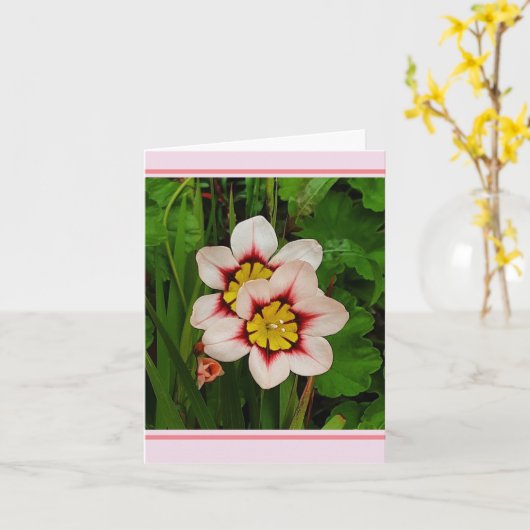 Sparaxis bloemen  kaart (Gele Bloem)