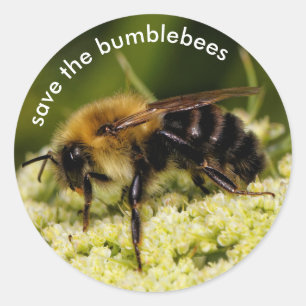 Sparen de Bumblebijen die de bloeiende Wit drijven Ronde Sticker