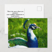Sparen de Datum Briefkaart van de Vogel van Peacoc (Voorkant / Achterkant)
