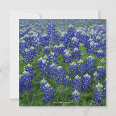 Sparen de Datum Texas Bluebonnets Floral Save The Date (Achterkant)