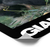 Sparen de Giant Panda Poster (Hoek)