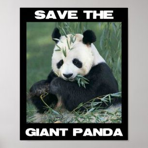 Sparen de Giant Panda Poster