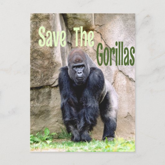 Sparen de Gorillas Briefkaart (Voorkant)