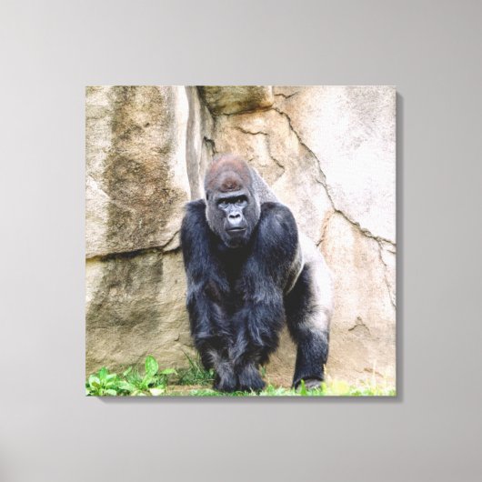 Sparen de Gorillas Canvas Afdruk (Voorkant)